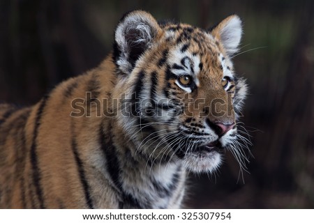 Close up portrait of Siberian Tiger Cub/Amur Tiger Cub/Siberian Tiger Cub(Panthera Tigris Altaica)