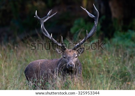 Red Deer Stag in long grass at the edge of forest/Red Deer Stag/Red Deer Stag (cervus elaphus)