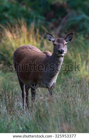 Red Deer Hind in long grass at the edge of forest/Red Deer Hind/Red Deer Hind (cervus elaphus)