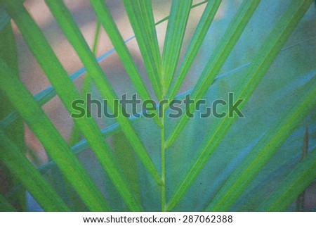 Palm Trees Leaves paper picture