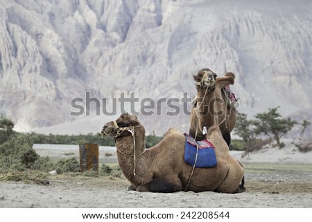two camel get relax with mountain background.