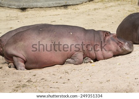 a group of hippopotamus lay down and taking sunbathe on sand floor at the zoo in Thailand.