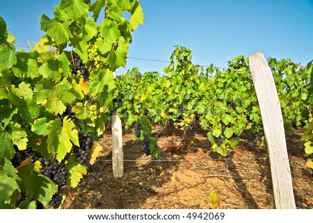 Vineyard in beaujolais land. France.