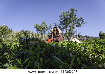 MUNNAR - JANUARY 12: Unidentified woman tea-leaf harvester at work in a tea plantation on a bright sunny morning on January 12, 2012 at Munnar, Kerala, India