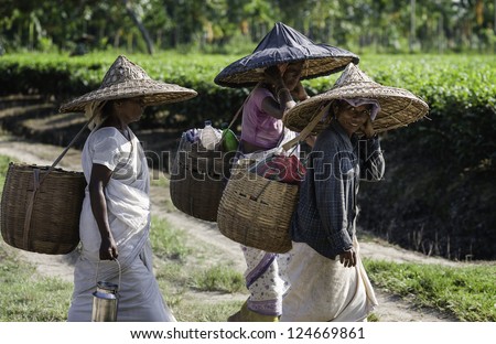 JORHAT, INDIA - AUGUST 30: Unidentified tea-leaf harvesters wearing bamboo hats walk home after a day\'s work on August 30, 2011 on a tea plantation in Jorhat, Assam, India.