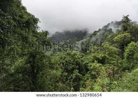 Tawang, Arunachal Pradesh, India. Virgin forest amongst the mountains of western Arunachal Pradesh in north east India.