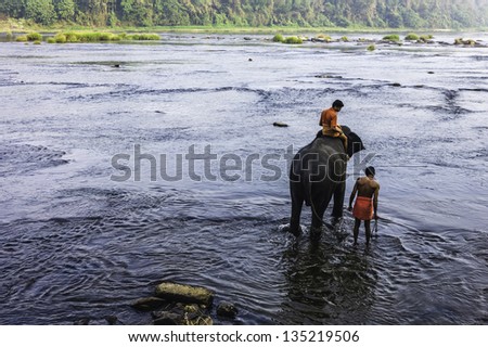 ERNAKULUM, INDIA - JANUARY 11, 2011: Mahouts bathe young elephants in the Periyar river as part of the animal\'s training and hygiene on January 11, 2011 near Ernakulum, Kerala, south India.
