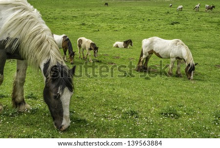 Beverley, Yorkshire, UK. Shire horses graze on open pasture on Swine Moor in the village of Tickton near the market town of Beverley, East Riding of Yorkshire, UK.