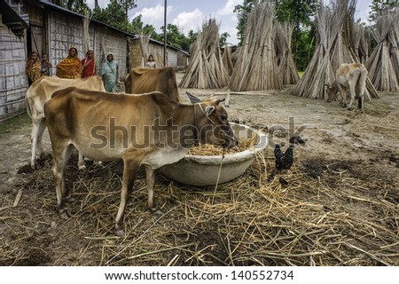 GUWAHATI, INDIA - SEPTEMBER 26: Cows feed, chicken roam, and jute dries while village women keep an eye on the livestock on September 26, 2012 in Guwahati, Assam, India.