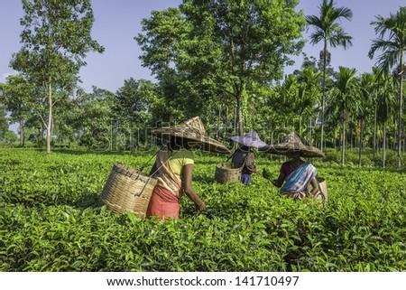 JORHAT, INDIA - AUGUST 30: harvesters wearing traditional clothes and bamboo hats pick the second flush of tea leaves on a tea plantation on August 30, 2011 in Jorhat, Assam, north east India.