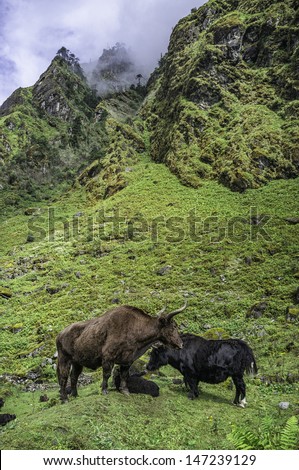 Tawang, Arunachal Pradesh, India. Yak graze on the high mountain slopes herded by the Brokpa, the nomadic peoples of this region near Tawang, western Arunachal Pradesh, north east India.