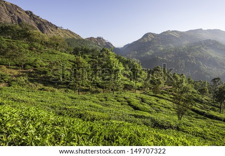 Munnar, Kerala, India. View across an undulating landscape dominated by a tea plantation spreading across the slopes of the high Kannan Devan Hills at dawn on a fine morning in Munnar, Kerala, India.