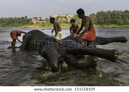 ERNAKULUM, INDIA - JANUARY 11: Bathing elephants at dawn in the river Periyar  on 11 January, 2012 en route to Munnar from Ernakulum, Kerala, South India.