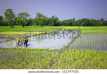 MAJULI, INDIA - AUGUST 27: Farmers using traditional wooden plough and oxen prepare paddy fields on August 27, 2011 on Majuli island, Assam, India.