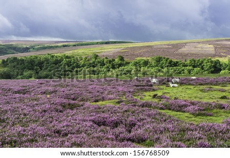 Goathland, Yorkshire, UK. Heather in bloom as sheep graze over the rugged North York Moors National Park near Goathland, Yorkshire, UK.