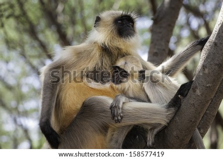 Pushkar, Rajasthan, India. Gray langurs take a siesta as a mother feeds her baby at the top of a trees within a coppice of acacia trees near the town of Pushkar in Rajasthan, India.