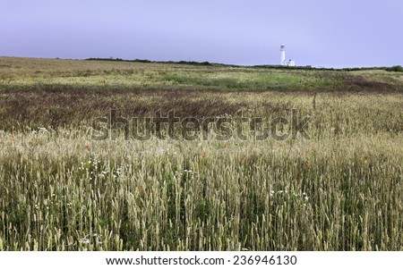 Flamborough, Bridlington, Yorkshire. The lighthouse surrounded by a field of wheat and wild flowers in summer at Flamborough Head, East Riding of Yorkshire, UK.