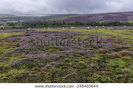 Goathland, Yorkshire, UK. Heather in bloom as sheep graze over the rugged North York Moors Nationa Park near Goathland, Yorkshire, UK.