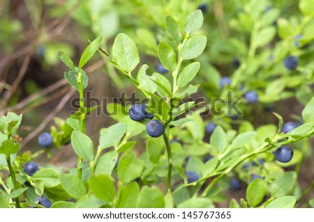 fresh blueberries bush in the woods, organic healthy fruits