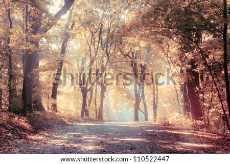 Autumn trees in sunbeams, an autumn landscape
