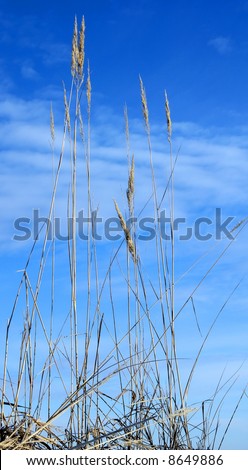A high dry grass aims to overmaster transcendental spaces. Winter bouquet, January.