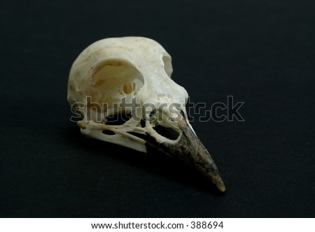 Blue jay skull