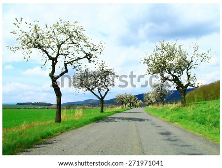 Spring in the village road in the alley of flowering cherry trees around the grassy land and upland forest on the horizon