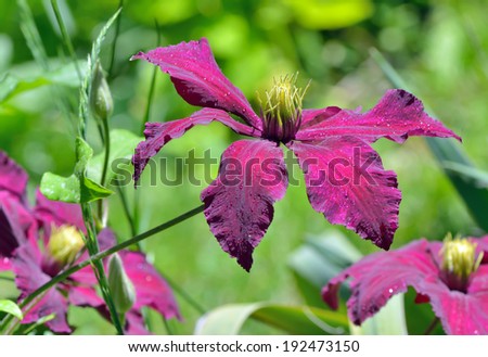 Deep purple clematis flowers in garden