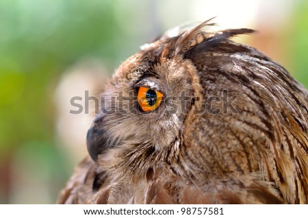 eye eagle owl
