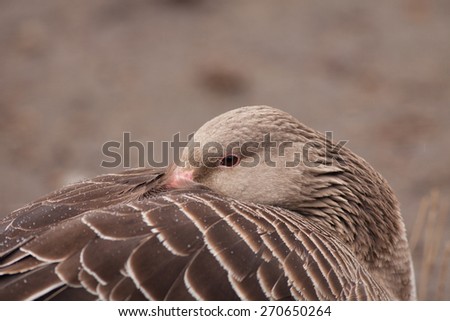 Wild grey goose (Anser anser) sleeping in the rain hiding the beak in the feathers