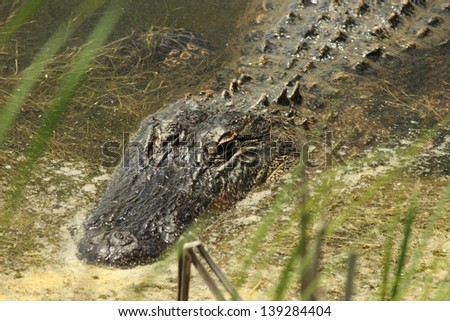 A close up of an American Alligator swimming along in a coastal wetland in South Carolina, USA