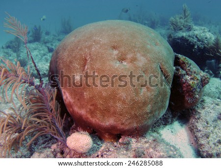 A large Blushing star coral on Molasses Reef in Key Largo, Florida