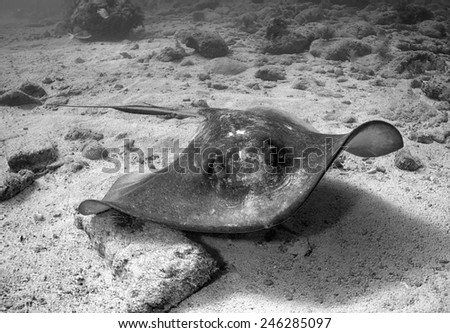 A black and white image of a Southern Stingray swimming along the bottom of the ocean off of the Florida Keys.