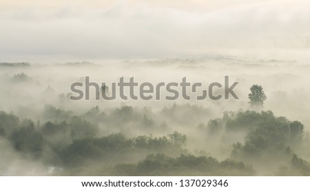 Dawn in the forest and fog