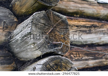 Log cabin of an old house in the village and a large species of logs in diameter