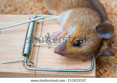 A mouse caught in a mouse trap