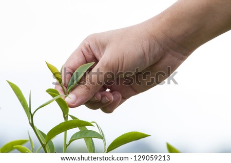 Woman hand picking tea leaf on white background