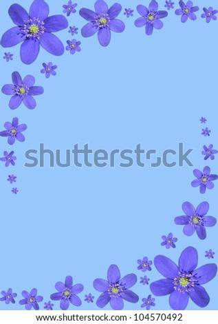 Blue frame is made of blue  liverwort flowers.