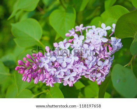 Branch of lilac. Syringa vulgaris. Shallow depth of field.