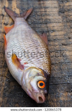 Small fish on a wooden background. The Common Roach (Rutilus rutilus). Small depth of sharpness.