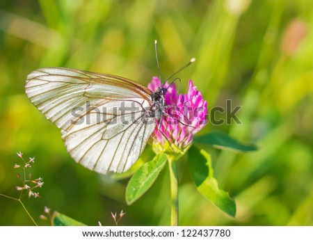 Beautiful Butterfly on a colourful flower. In the summer in the village, a sunny clear weather