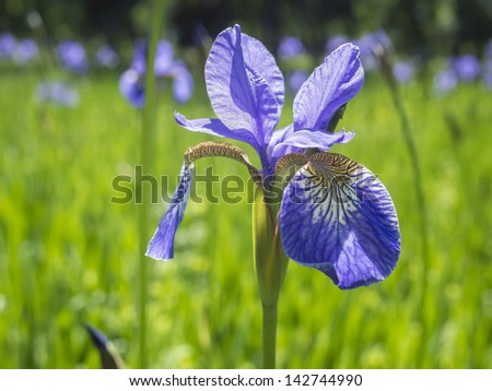 Close-up of iris flower. Against a grass and other flowers. Small depth of sharpness