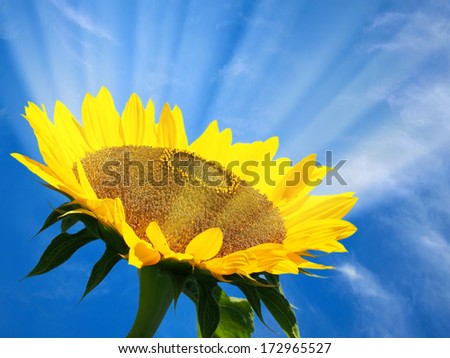 Sunflower with sun beams on the sky background.