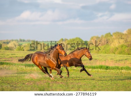 Two brown horse are running in the green field