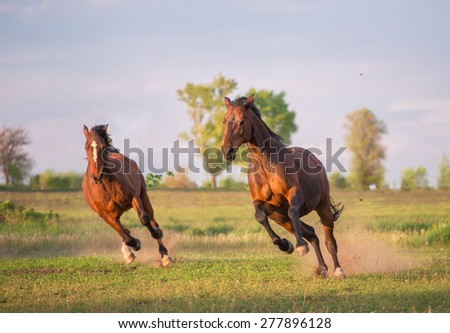 two brown horses are running in the green field