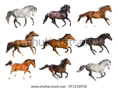 Group of the horses isolate on the white background Сток-фото © 