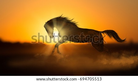 Similar – Image, Stock Photo horses in the sunset