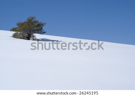 One Pin tree on a hill of snow. South Alps, french riviera.