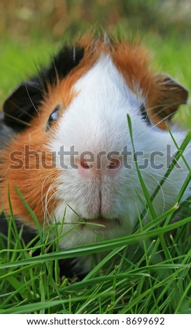 Guinea Pig Face