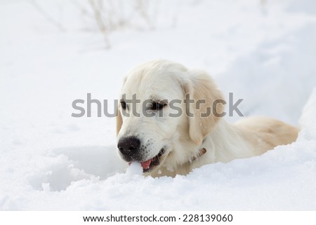 Labrador retriever puppy dog playing in snow in the winter outdoors